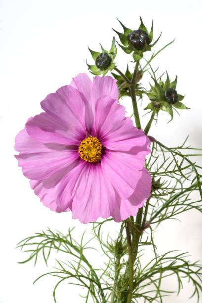 Cosmos; bipinnatus Cosmos; bipinnatus schmuckkörbchen stock pictures, royalty-free photos & images