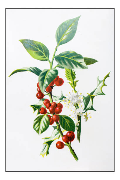 골동품 색상 식물 꽃 그림: 홀리 (감) - winterberry holly stock illustrations