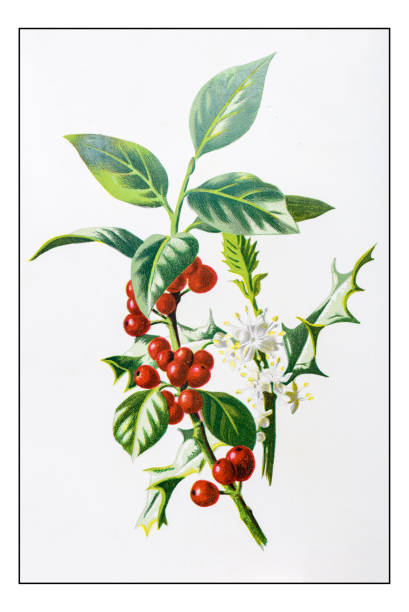 ilustrações de stock, clip art, desenhos animados e ícones de antique color plant flower illustration: holly (ilex) - winterberry holly
