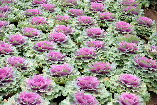 istock Purple ornamental kales (Brassica Oleracea Acephala) 656264380