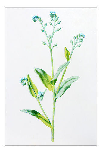 Antique color plant flower illustration: Field Scorpion Grass