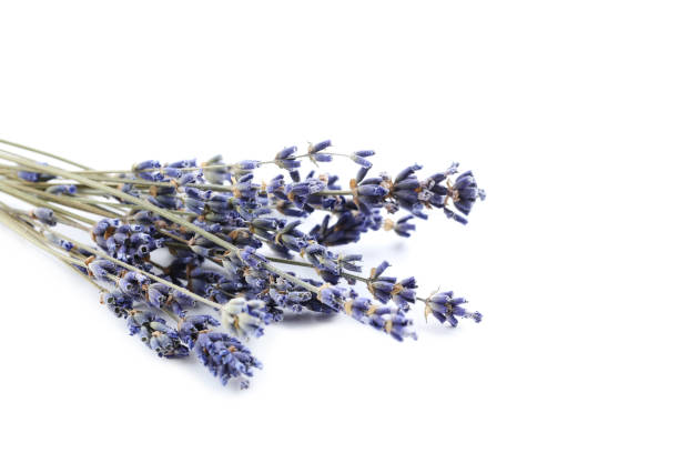 istock Bunch of lavender flowers isolated on a white 656272974