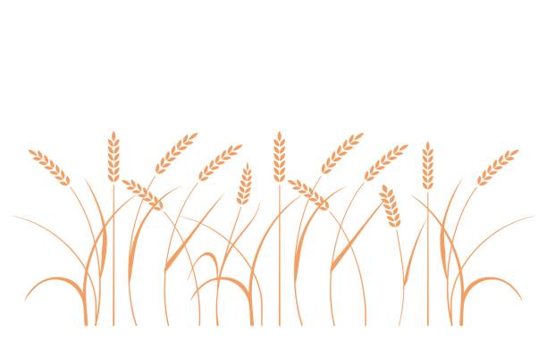 illustrazioni stock, clip art, cartoni animati e icone di tendenza di sfondo campo grano. icona cerealicola incastonata con riso, grano, mais, avena, segale, orzo. - oat farm grass barley