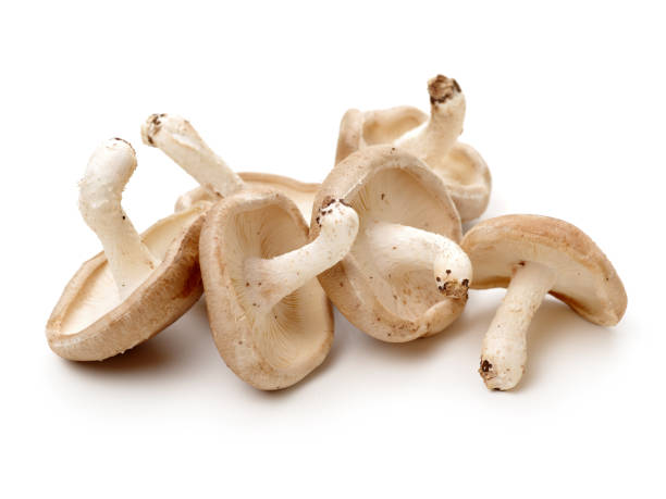 istock Shiitake mushroom on the White background 656273252