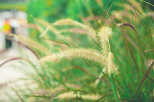 istock Wild grass in the garden 656277604
