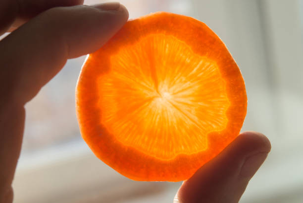 Slice of carrot in hand, close up shoot.