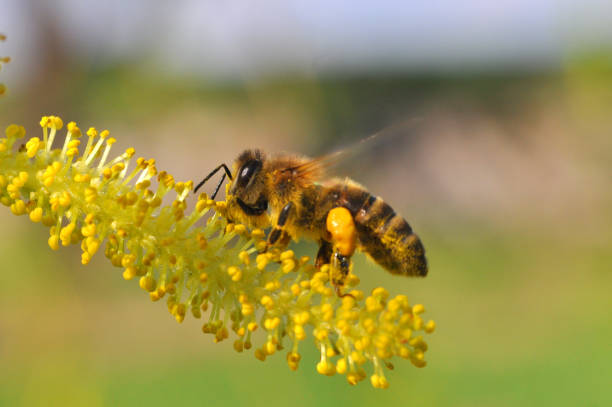 istock Honey bee collecting nectar on yellow flower, 656285460