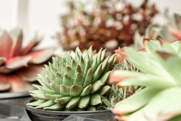istock beautiful geometric succulent garden 656286212