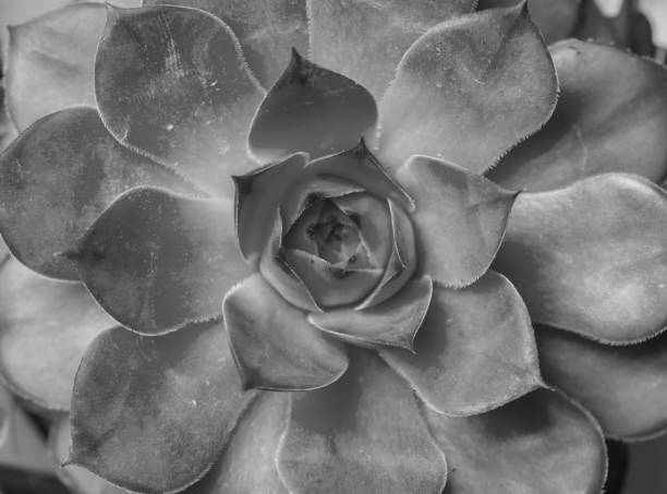 istock beautiful geometric succulent top view 656286370
