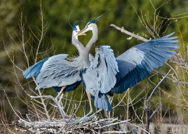 istock Mating Pair of Great Blue Herons 656286774