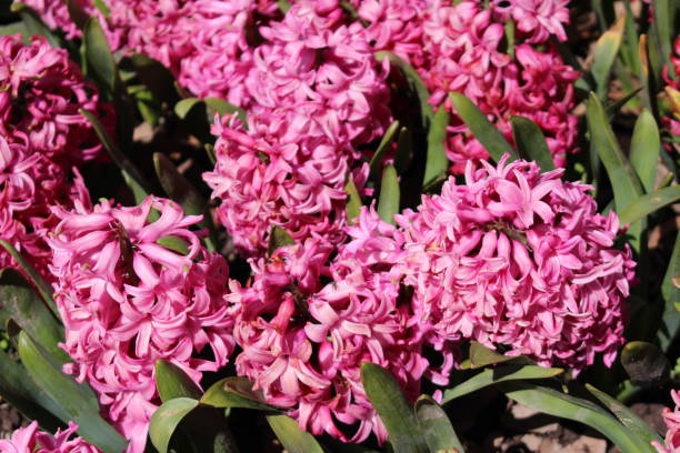 istock Pink Hyacinth flowers 656292354