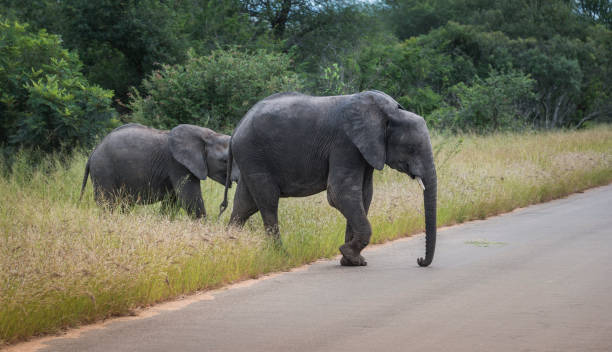 istock big elephant with young baby elephant  in kruger park 656292888