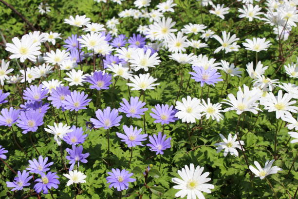 istock Grecian Windflowers - Anemone Blanda 656292914