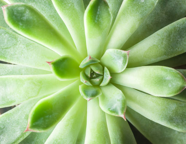 istock beautiful geometric succulent top view 656293198