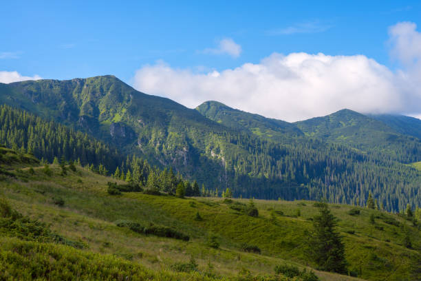 istock Green ridge covered with spruces forest on the background of floating clouds 656297896