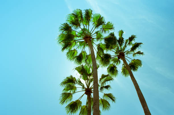 istock Palm trees against the background of the sky. 656300662