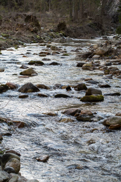 istock Mountain stream in Chocholwska Valley. Tatra, Poland 656301528