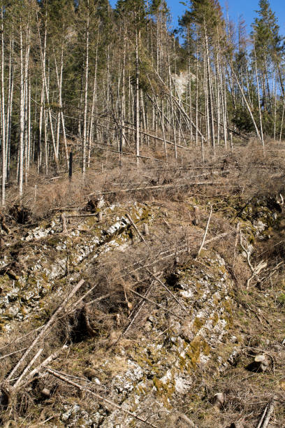 istock Forest being cut down turning into a dry lifeless field 656301870