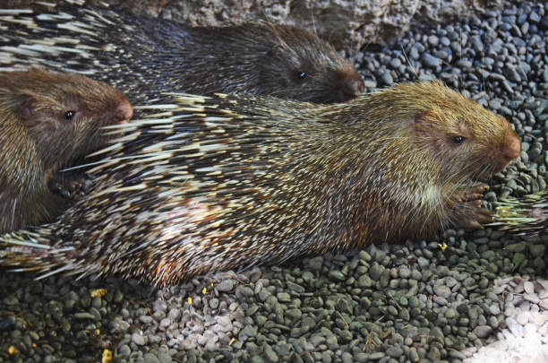 10+ Porcupine Asia Eating Wildlife Stock Photos, Pictures & Royalty ... Biology Diagrams