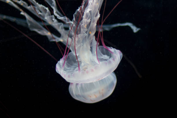 istock white jellyfish with red stripes 656305570