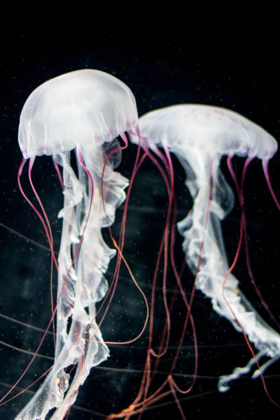 istock white  jellyfish, red striped 656305574