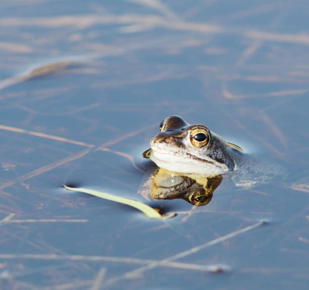 istock Moor Frogs (Rana arvalis) during Mating Season 656308280