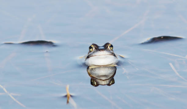 istock Moor Frogs (Rana arvalis) during Mating Season 656310726