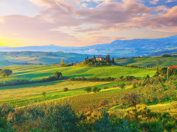 Landscape in Tuscany The hills of Val'Orcia at sunrise, Tuscany, Italy. italian cypress stock pictures, royalty-free photos & images