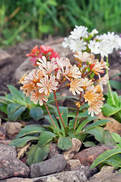 Lewisia cotyledon 'Elise Mixed' flowers in rock garden in Latvia, Europe.