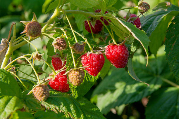 istock Ripe and unripe raspberry in fruit garden 656318998
