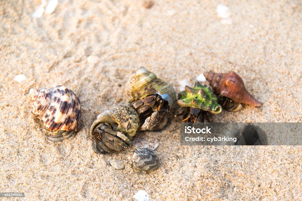Colorful hermit crab on the beach in Thailand Colorful hermit crab on the beach in Thailand. Animal Stock Photo
