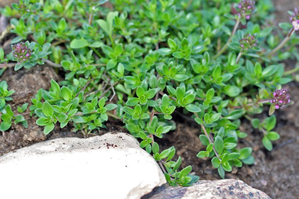 istock Thymus serpyllum, known as Breckland thyme 656319530