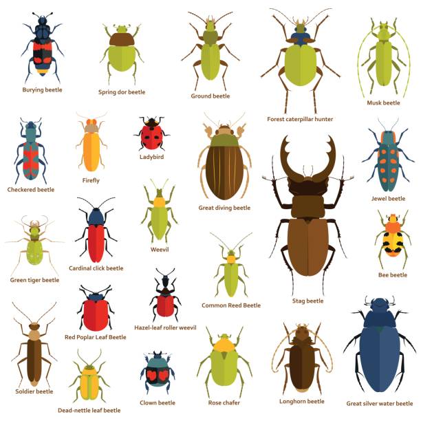 stockillustraties, clipart, cartoons en iconen met platte insecten set geïsoleerd op de witte. vectorillustratie. - kever