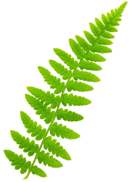 istock leaf fern isolated on white background in macro lens shooting 656325616