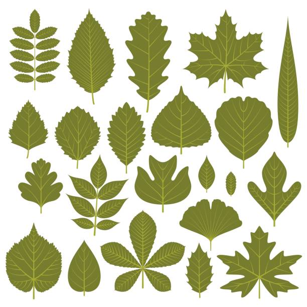 ilustraciones, imágenes clip art, dibujos animados e iconos de stock de conjunto de hojas verdes de diferentes árboles. ilustración de vector. - tree hawthorn isolated cut out