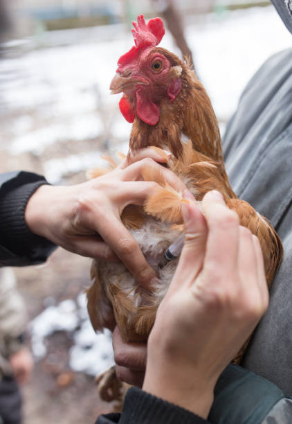 istock Veterinarian makes injection chicken farm 656328372