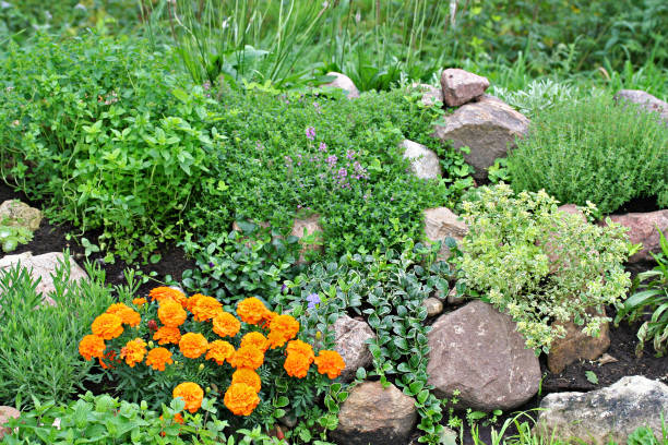 Rock garden with stones, tagetes, vinca, origano and thyme