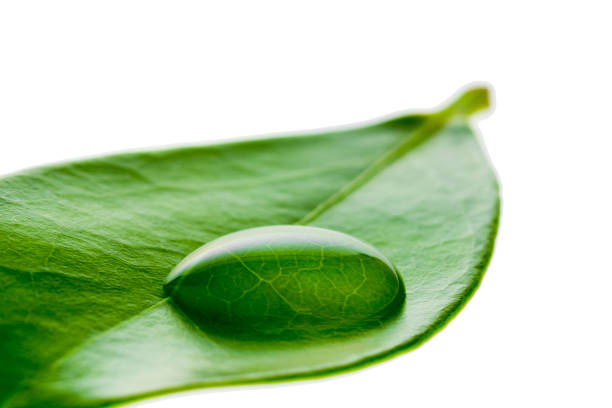 istock Beautiful water drop on a leaf shoot in macro lens 656333180
