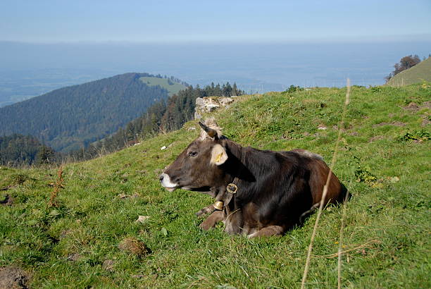 istock Scenic View Of Cattle Sitting On Grass Against Clear Sky 656336757