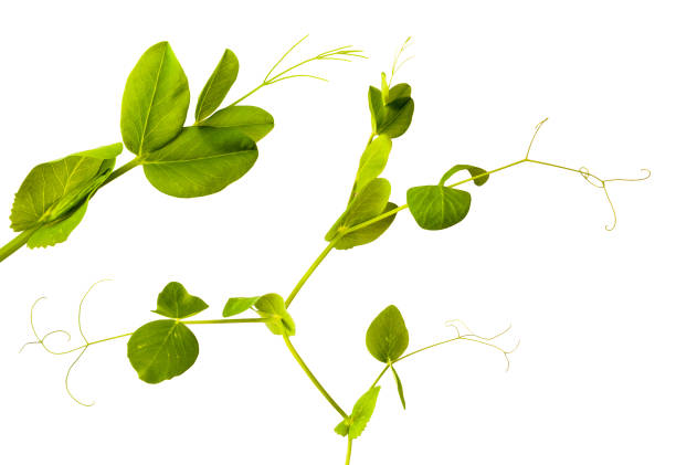 istock young green shoots of peas isolated on white background 656339084