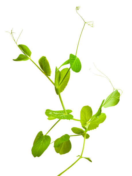 istock young green shoots of peas isolated on white background 656339104