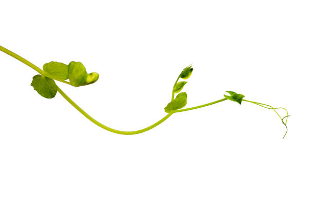 istock young green shoots of peas isolated on white background 656339120