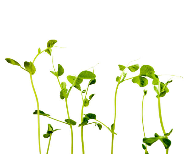 istock young green shoots of peas isolated on white background 656339124