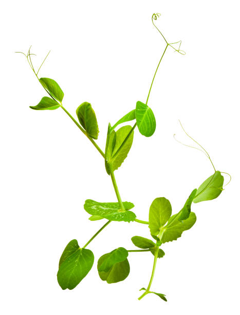 istock young green shoots of peas isolated on white background 656339242