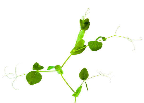 istock young green shoots of peas isolated on white background 656339246