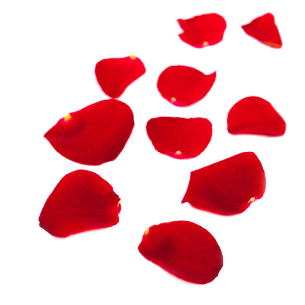 istock Red Rose petals fall  Isolated on white  background.  Valentine or Wedding background 656339878