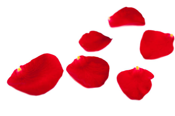 istock Red Rose petals fall  Isolated on white  background.  Valentine or Wedding background 656339884