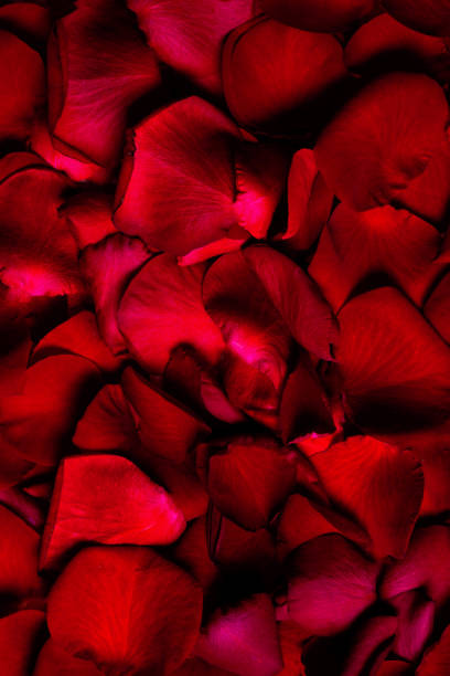 istock Background of beautiful red rose petals close up macro 656339894