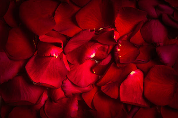 istock Background of beautiful red rose petals close up macro 656339972