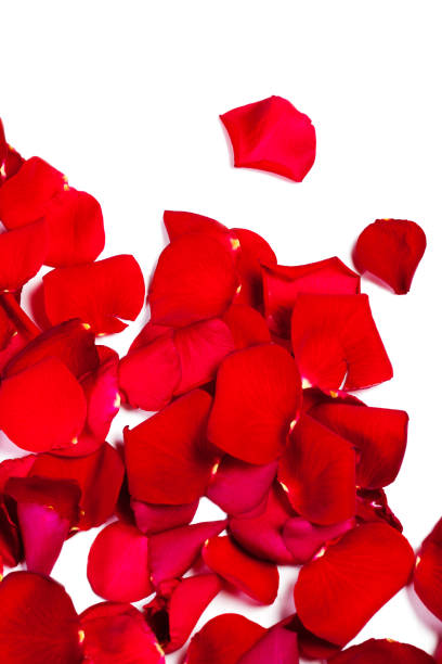 istock Red Rose petals fall  Isolated on white  background.  Valentine or Wedding background 656339982